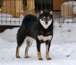 picture of dog