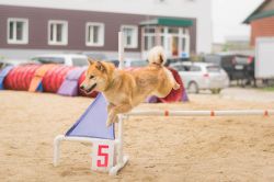 picture of dog