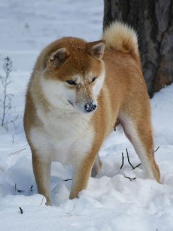 picture of dog