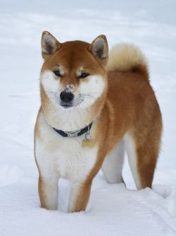 picture of dog
