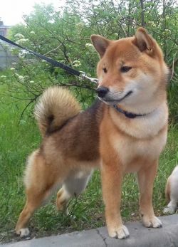 picture of dog