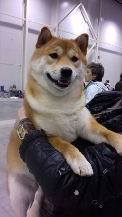 picture of dog