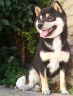 picture of dog