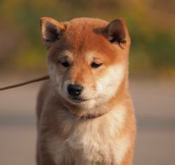picture of dog