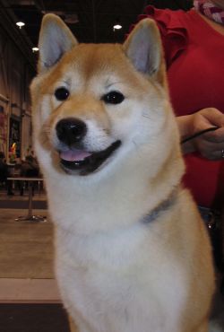 picture of dog