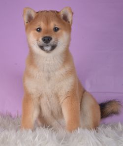 picture of dog