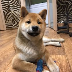 picture of dog