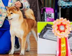 picture of dog