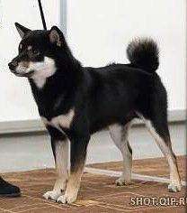 picture of dog
