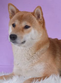 picture of dog