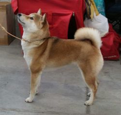 picture of dog