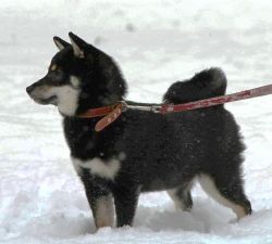 picture of dog