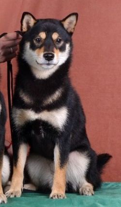 picture of dog