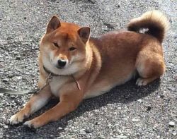 picture of dog