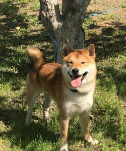 picture of dog