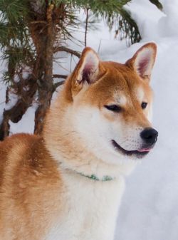 picture of dog