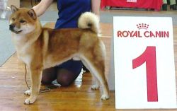 picture of dog