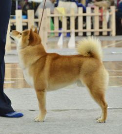 picture of dog