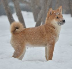 picture of dog