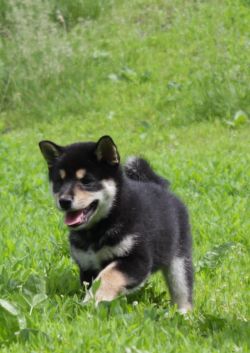 picture of dog