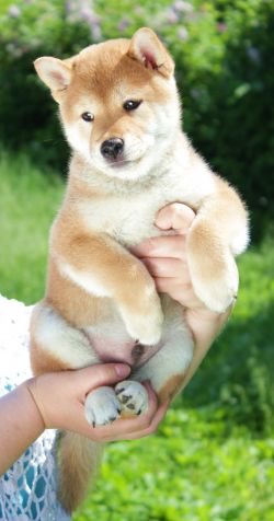 picture of dog