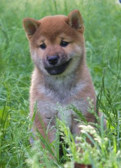 picture of dog