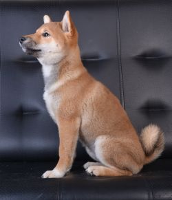 picture of dog