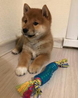 picture of dog