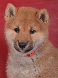 picture of dog
