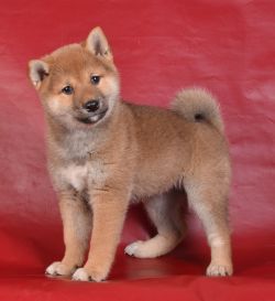 picture of dog