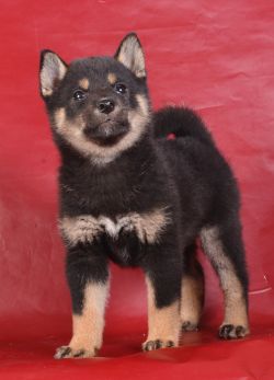 picture of dog