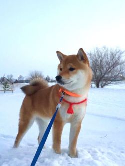 picture of dog