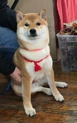 picture of dog