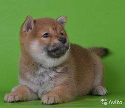 picture of dog