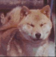 picture of dog