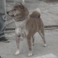 picture of dog