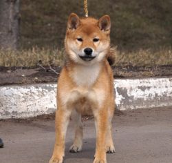 picture of dog