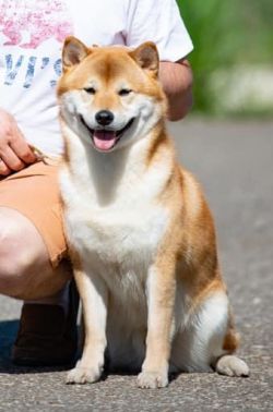 picture of dog