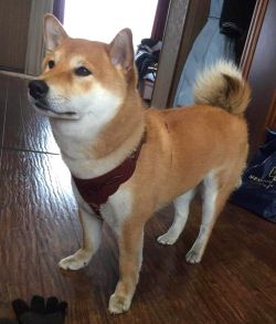 picture of dog