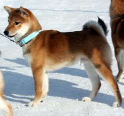 picture of dog