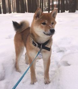 picture of dog