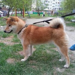 picture of dog