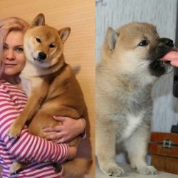 picture of dog