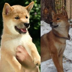 picture of dog