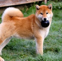 picture of dog