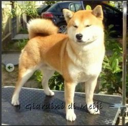 picture of dog