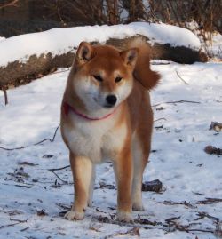 picture of dog