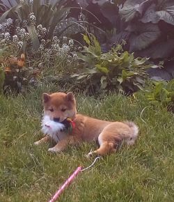 picture of dog