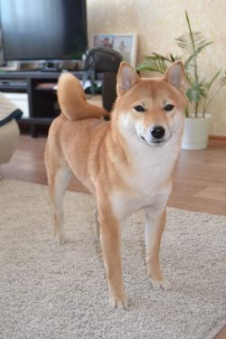 picture of dog
