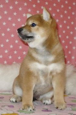 picture of dog